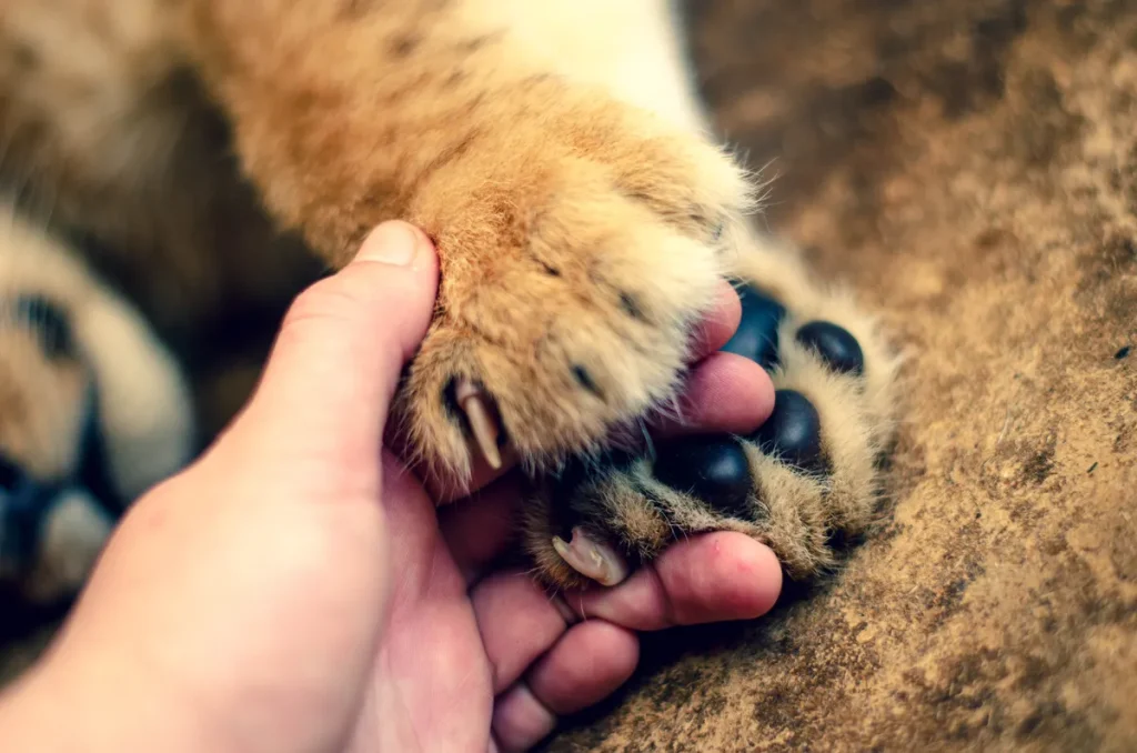 Kina hap restorantin ku klientët mund të përqafojnë luaneshat