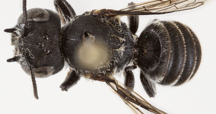 Një specie e re bletësh zbulohet në Australi