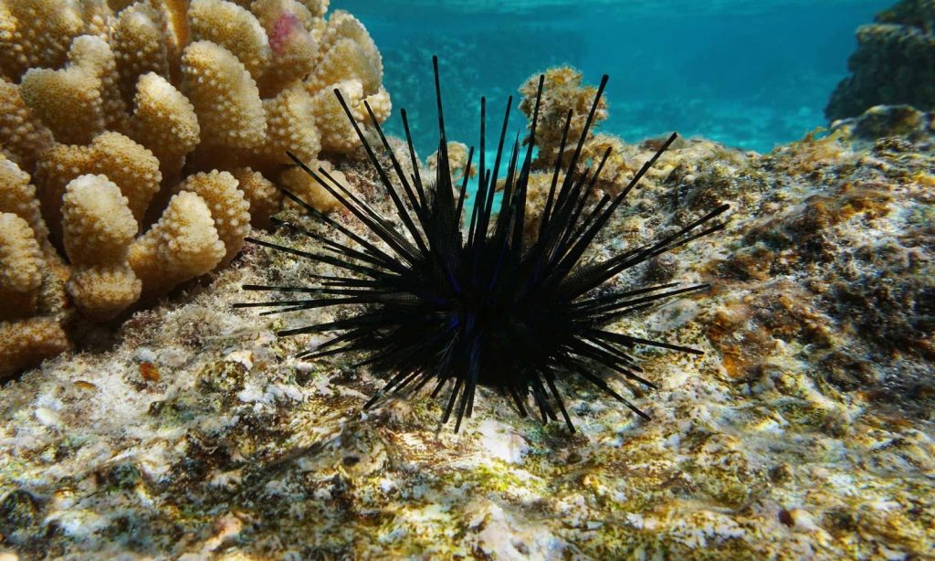 Iriqi i detit Diadema africanum drejt zhdukjes