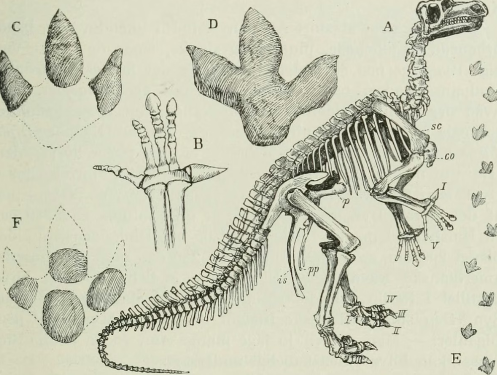 Zbulohet Foskeia pelendonum – dinosauri miniaturë që po rishkruan historinë e evolucionit