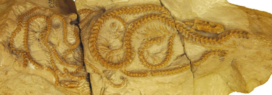 Zbulimi që trondit shkencën gjarpri 34 milionë vjeçar po rishkruan evolucionin