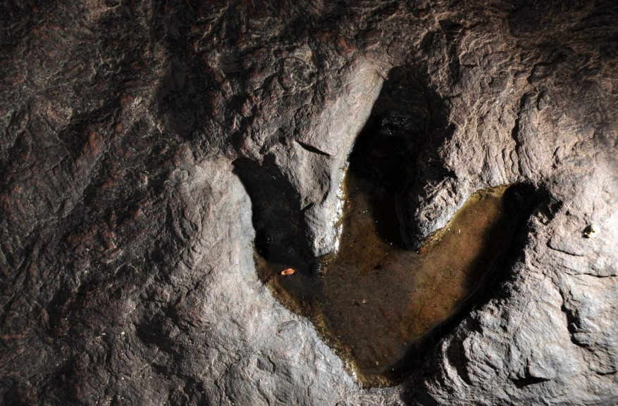 Zbulohen gjurmë dinosaurësh 132 milionë vjet të vjetra në brigjet e Afrikës së Jugut