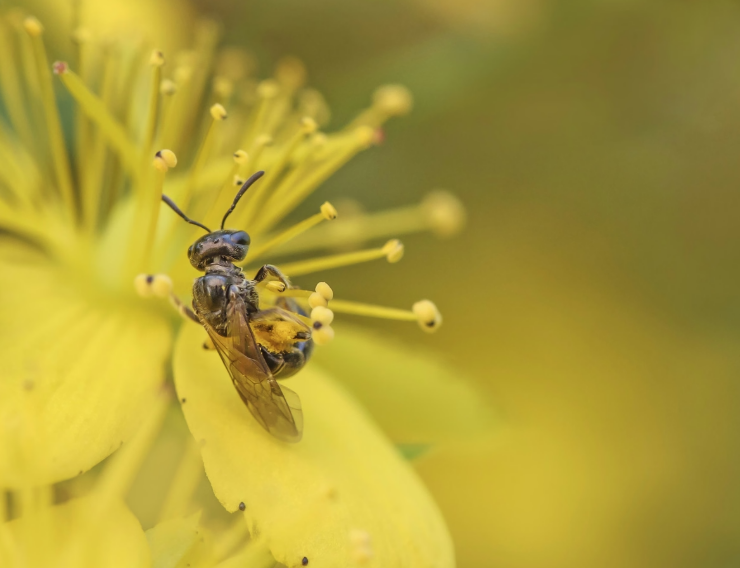 Vaji i kantarionit, për çfarë përdoret dhe pse është kaq i vlefshëm