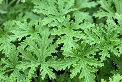 Bima që mushkonjat nuk e pëlqejnë, një zgjedhje ideale për ballkon gjatë verës