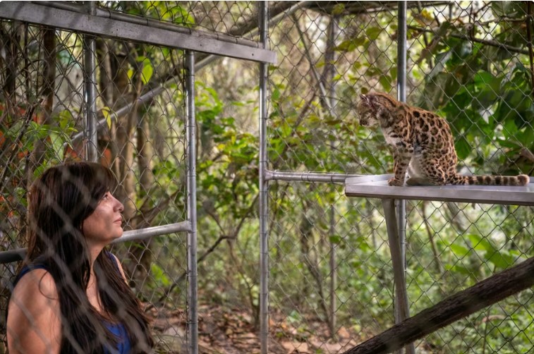 Pas më shumë se 100 vjetësh zbulohet një specie e re maceje të egër