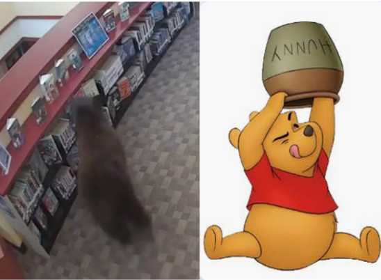 Një ari hyri në bibliotekë për mjaltë, pikërisht në 100-vjetorin e Winnie the Pooh!